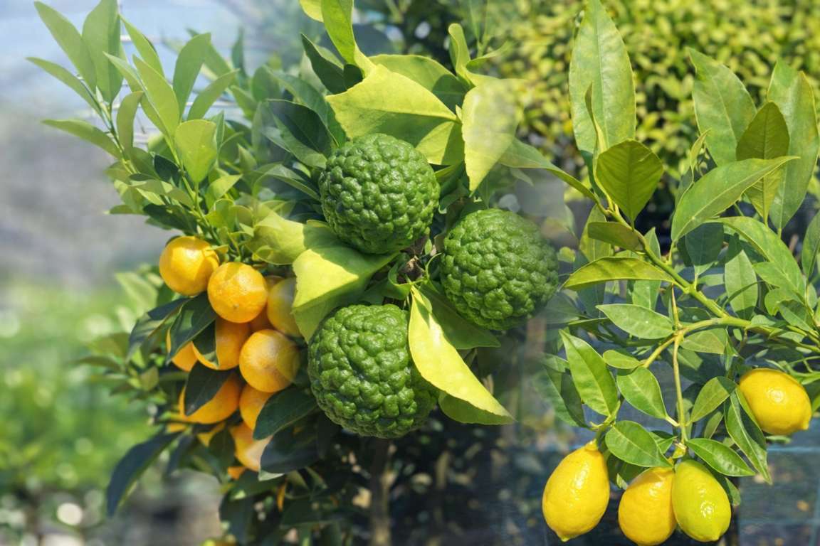 Piante di Agrumi particolari