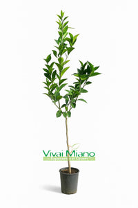 Pianta di Arancio Navelina