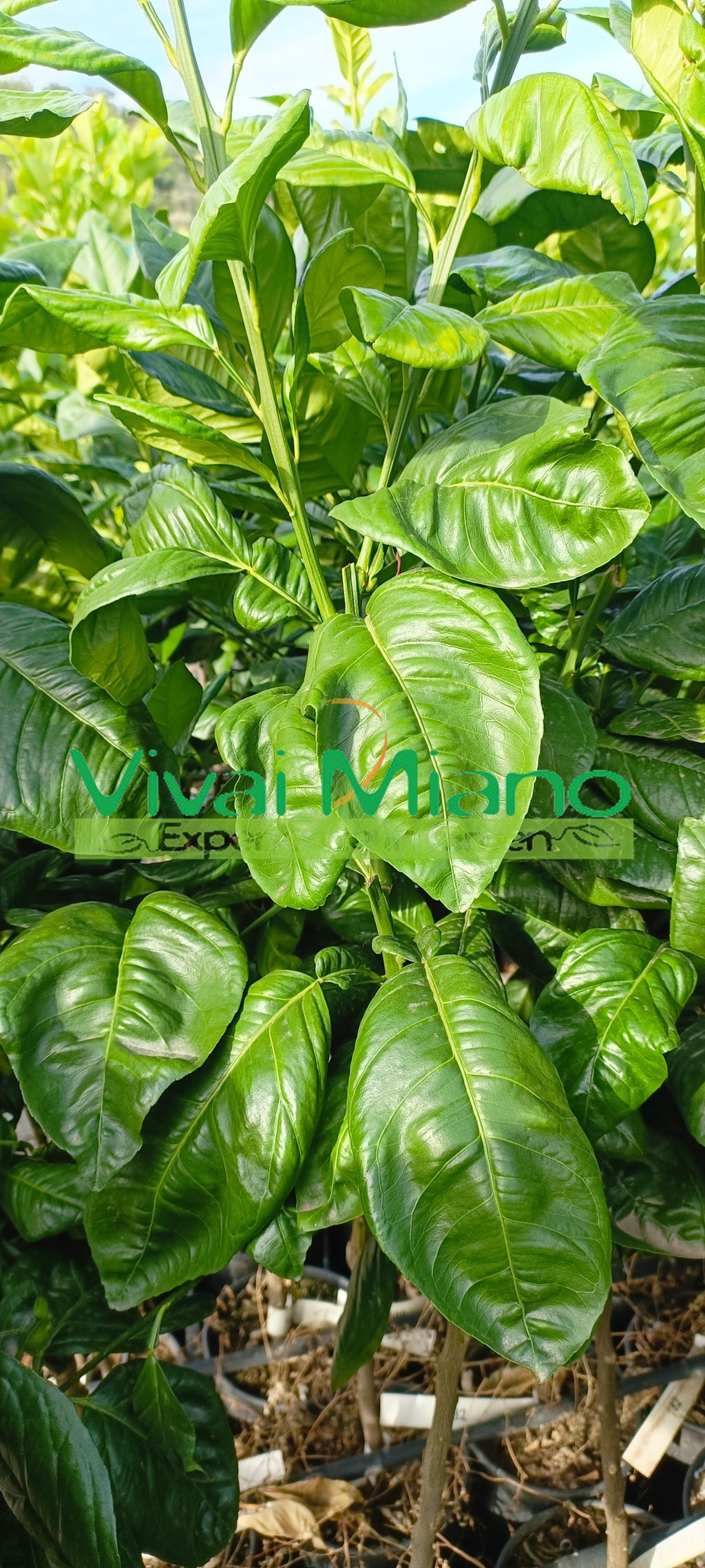 Pianta di Arancio Tarocco "Foglia di Nespolo"