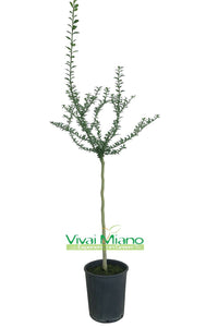 Pianta di Finger Lime Rosso