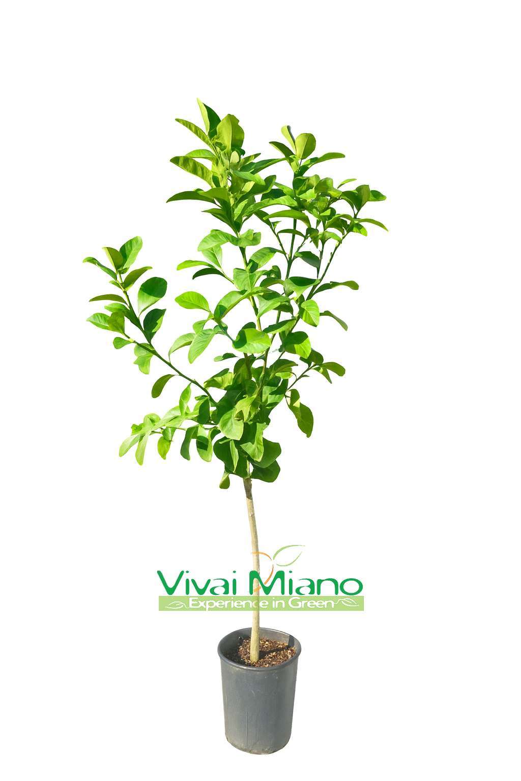 Pianta di Cedro Piretto