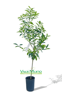 Pianta di Kumquat o Mandarino Cinese