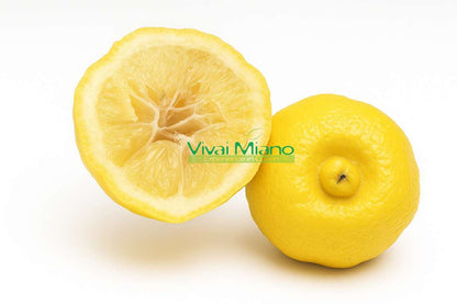 Pianta di Lime del Patriarca o Lime dolce di Roma