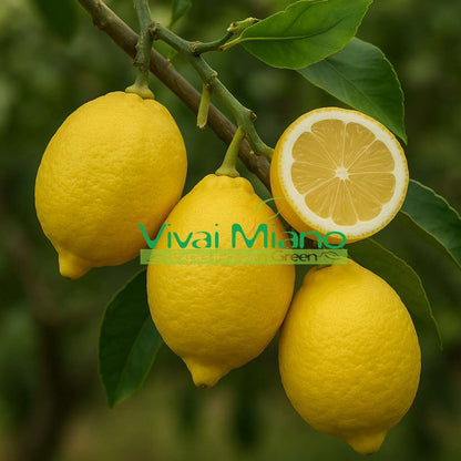 Pianta di Limone Ovale di Sorrento