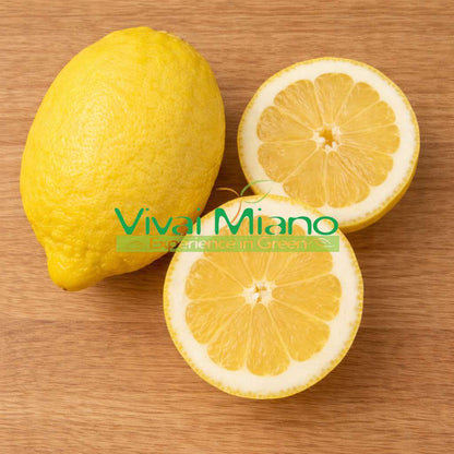 Pianta di Limone Sfusato Amalfitano