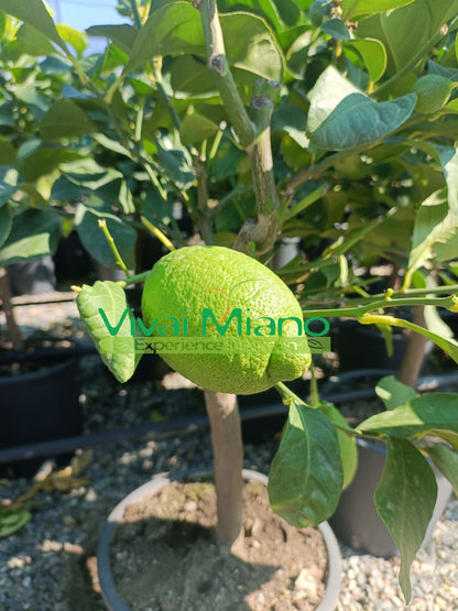 Pianta di Limone Zagara Bianca (vaso - 20)