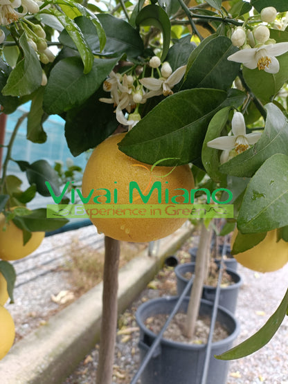 Pianta di Pompelmo Star Ruby o Rosa