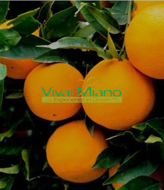 Pianta di Arancio Navel Tardivo (vaso - 20)