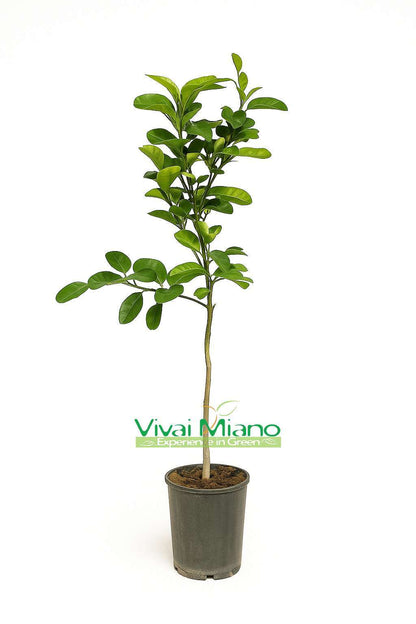 Pianta di Arancio Lane Late